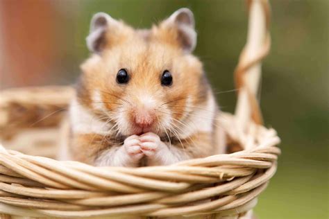 Hamster 